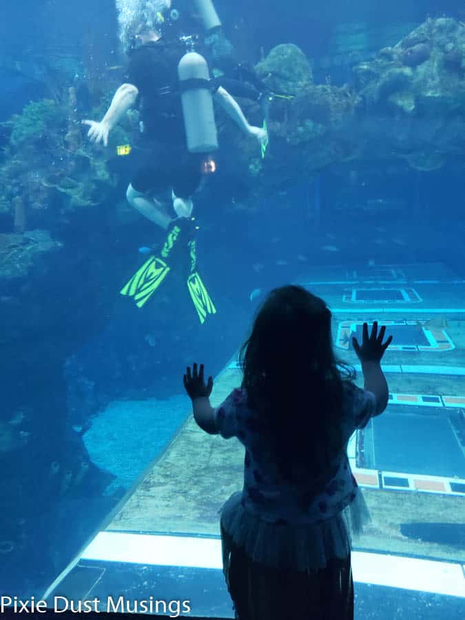 toddler watching daddy dive at Walt Disney World's Epcot